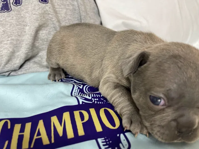 Champion French Bulldogs Miami Picture 8