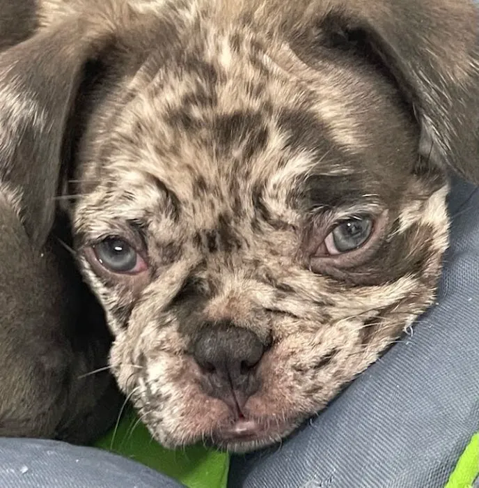 Champion French Bulldogs Miami Picture 10