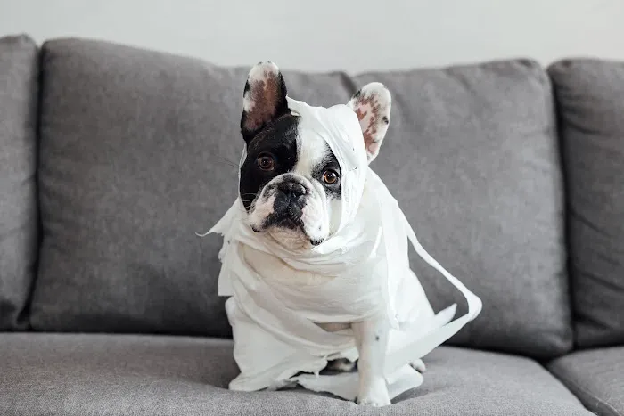 Champion French Bulldogs Miami Picture 7