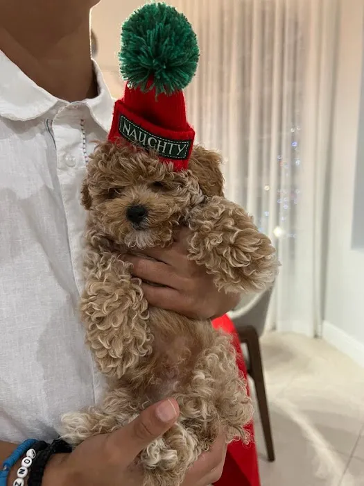 Royalty Puppies Picture 1