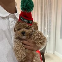 Royalty Puppies ico