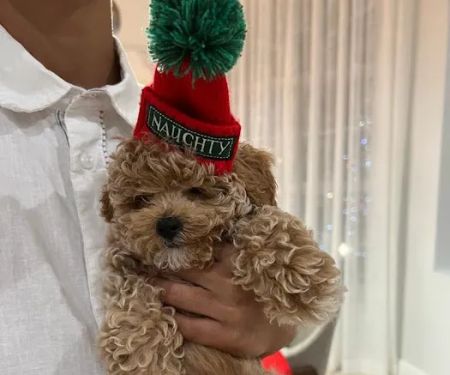 Royalty Puppies
