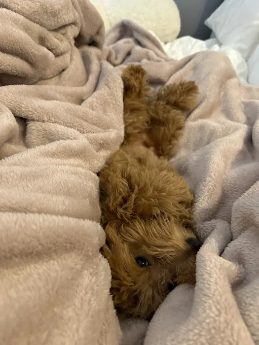 Royalty Puppies Picture 3