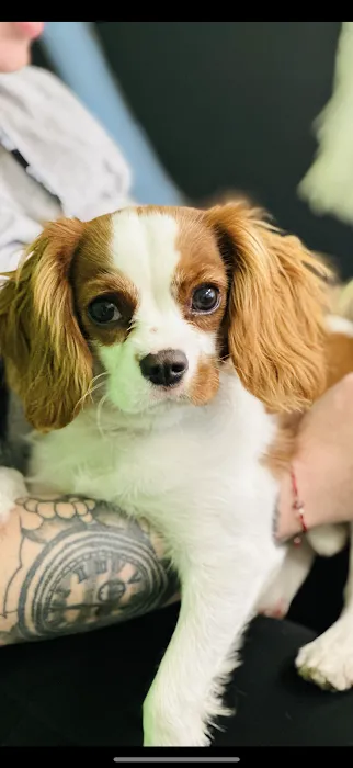 Royalty Puppies Picture 6
