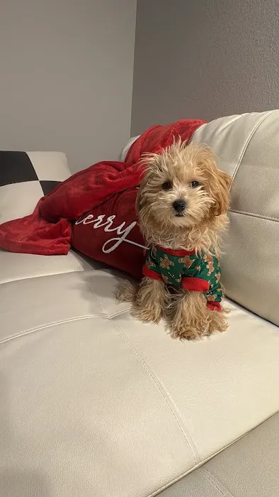 Royalty Puppies Picture 7
