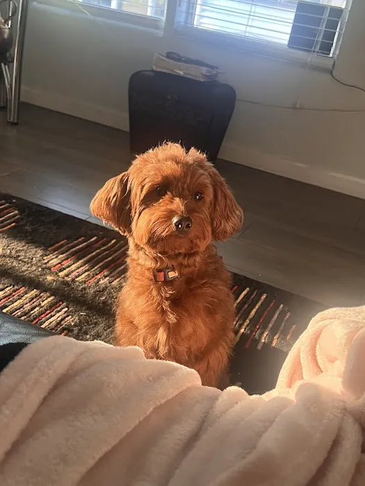 Royalty Puppies Picture 5