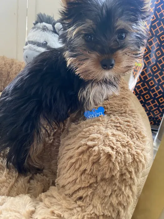 Royalty Puppies Picture 4