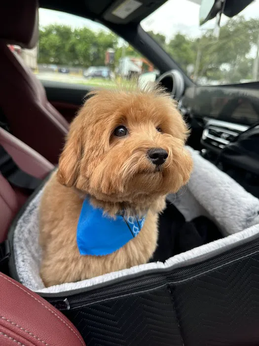 Royalty Puppies Picture 8
