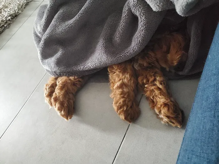 Royalty Puppies Picture 9