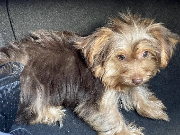 Royalty Puppies Picture 10