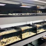 Strictly Fish & Corals