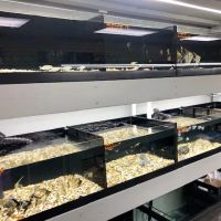 Strictly Fish & Corals ico