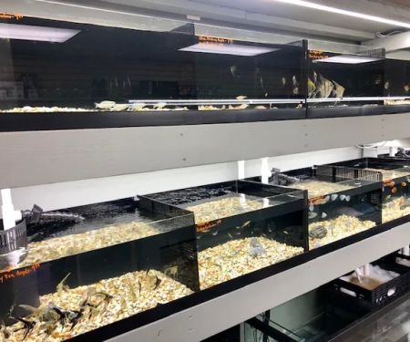 Strictly Fish & Corals