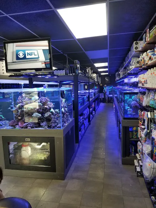 Strictly Fish & Corals Picture 6