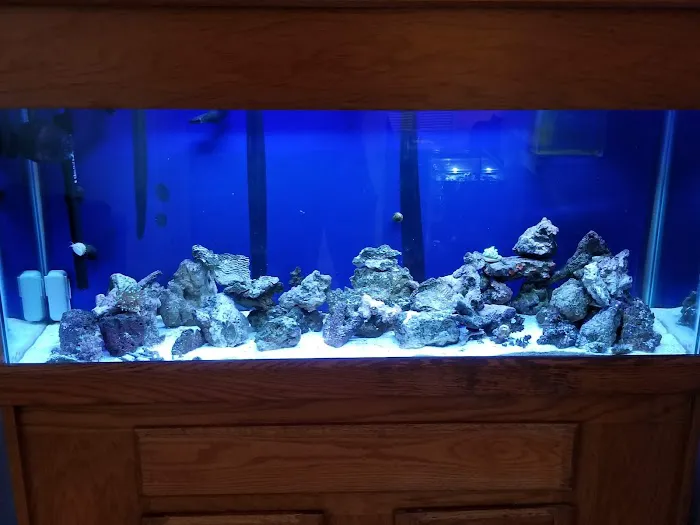 Strictly Fish & Corals Picture 8