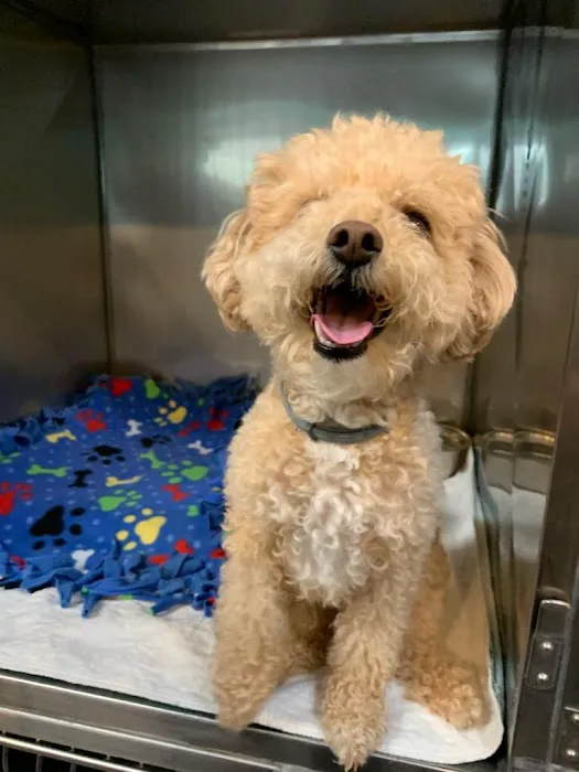 Ani-Mall Pet Hospital Picture 1