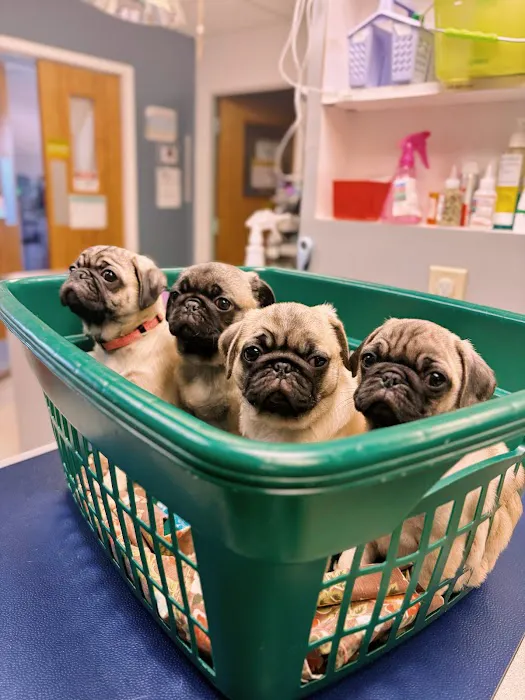 Ani-Mall Pet Hospital Picture 8