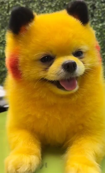 World Famous Puppies Miami Picture 2