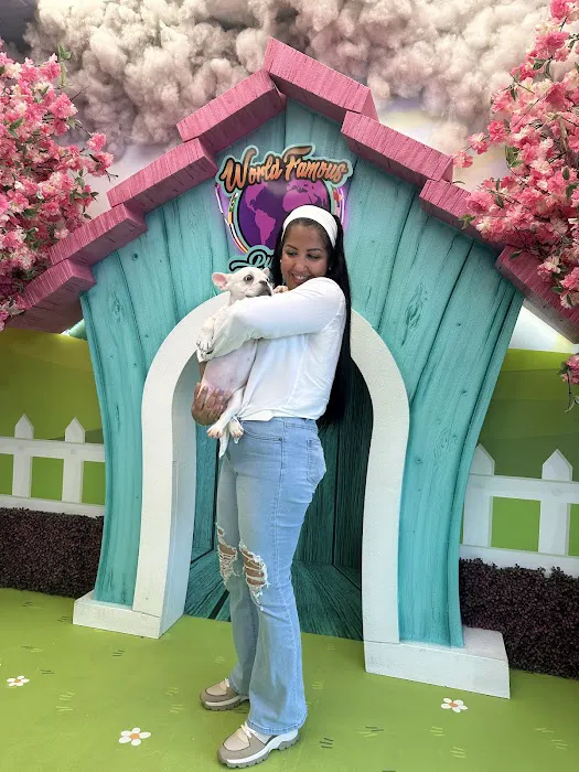 World Famous Puppies Miami Picture 5