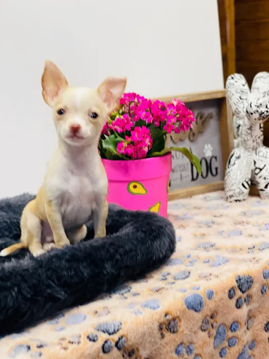 Puppies Direct Picture 1