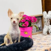 Puppies Direct ico