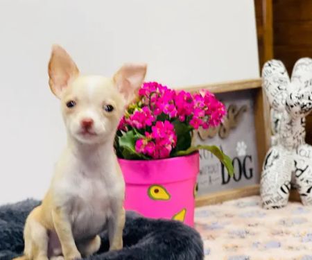 Puppies Direct