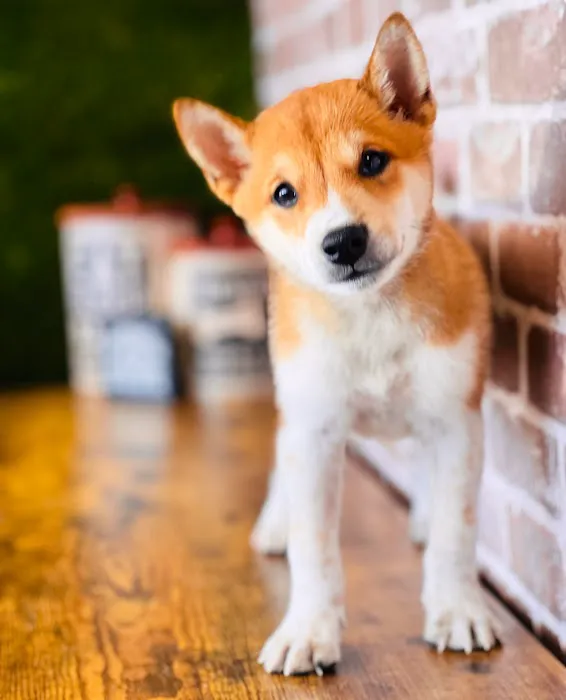 Puppies Direct Picture 3