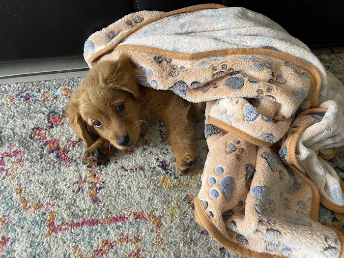 Puppies Direct Picture 6