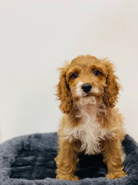 Puppies Direct Picture 4