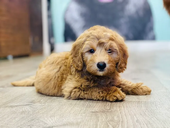 Puppies Direct Picture 9