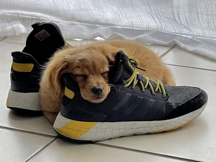 Puppies Direct Picture 8