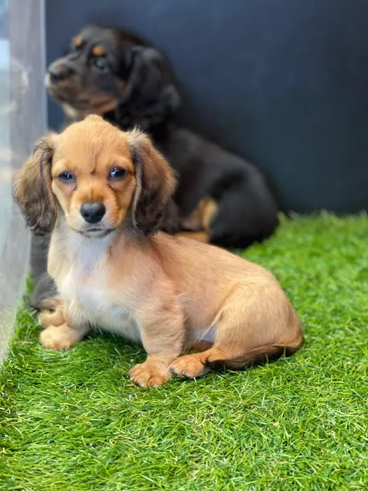 Puppies Direct Picture 10
