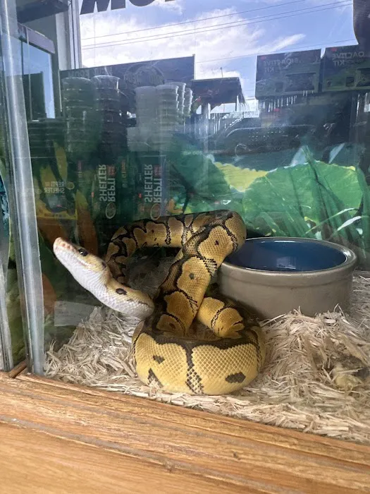 Reptiles Picture 2