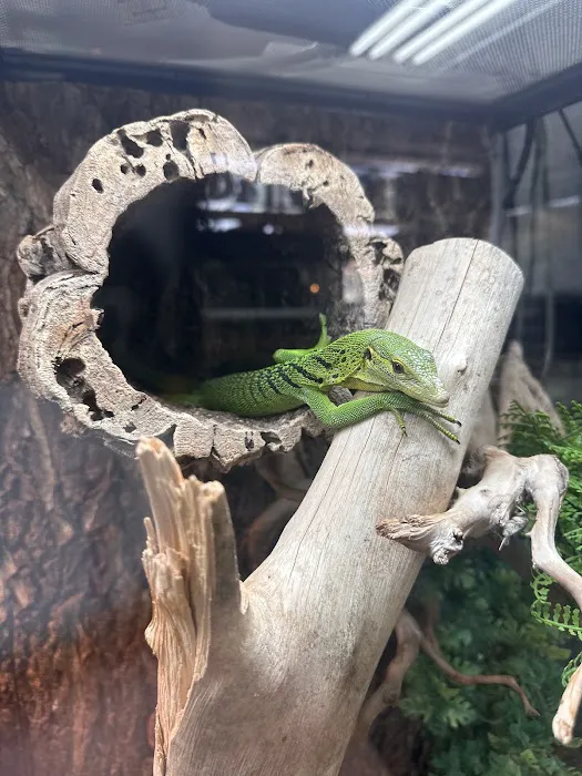 Reptiles Picture 3