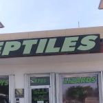Reptiles