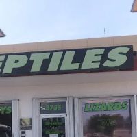 Reptiles ico