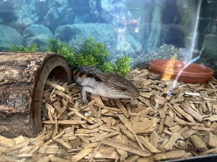 Reptiles Picture 4