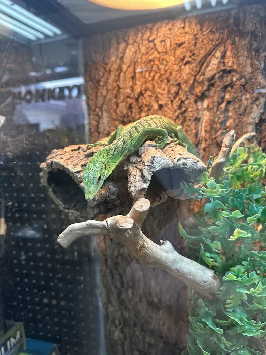 Reptiles Picture 5