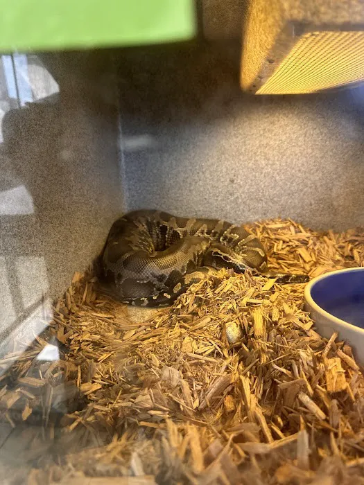 Reptiles Picture 9
