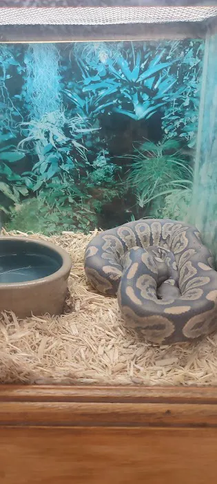 Reptiles Picture 7