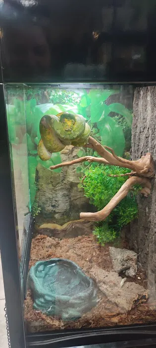 Reptiles Picture 8