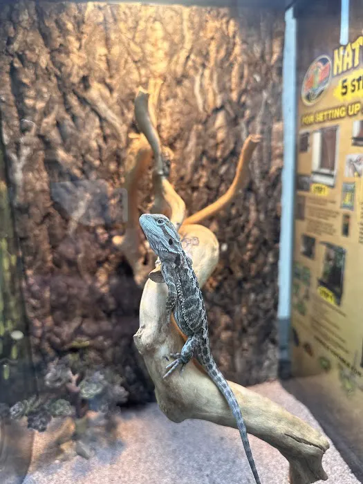 Reptiles Picture 10