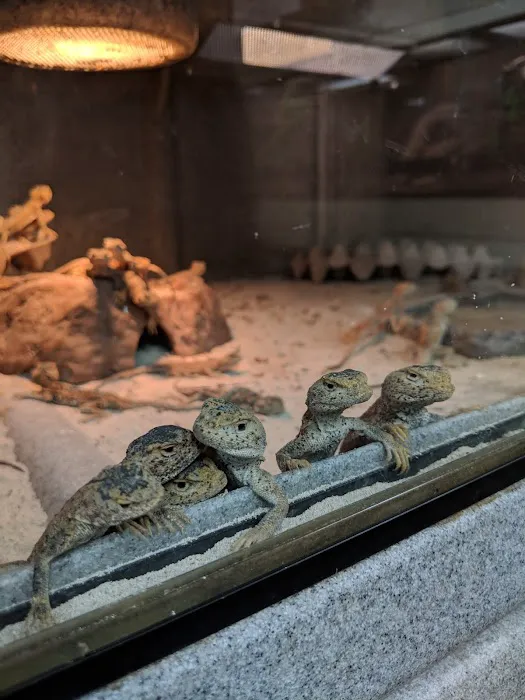 Snakes at Sunset Picture 3