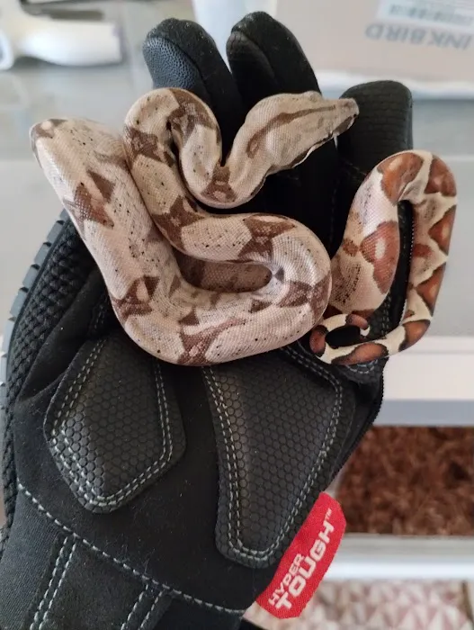 Snakes at Sunset Picture 4