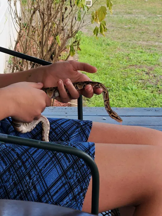 Snakes at Sunset Picture 8