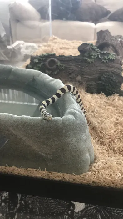 Snakes at Sunset Picture 9