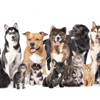 Animal Clinic Of Tower Drive ico