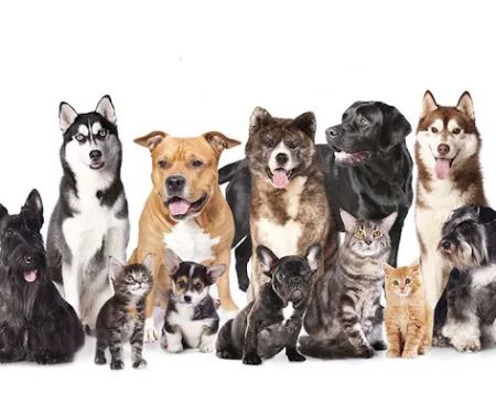 Animal Clinic Of Tower Drive