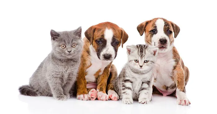 Animal Clinic Of Tower Drive Picture 3