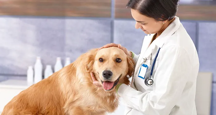 Animal Clinic Of Tower Drive Picture 6